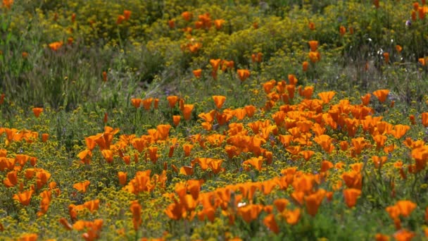 Foco Superficial California Poppy Flores Primavera Super Bloom — Vídeos de Stock