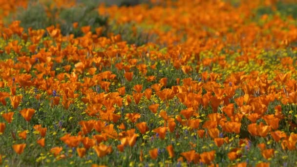 Flacher Fokus California Poppy Spring Flowers Super Bloom — Stockvideo