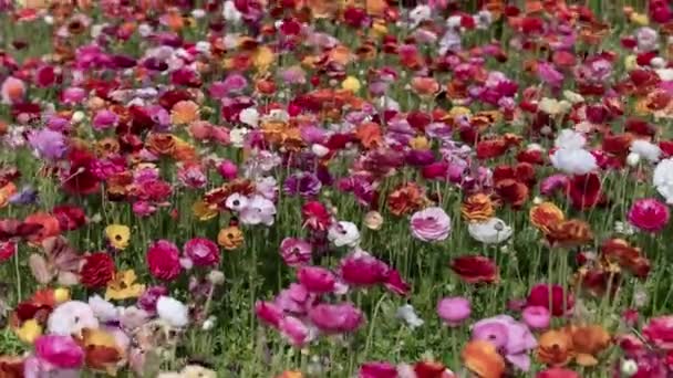 Carlsbad Çiçek Tarlası Tecolote Ranunculus Farsça Düğünçiçeği Çiçeği Zaman Süreleri — Stok video