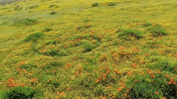 Πεζοπορία Στο Antelope Valley Κατά Διάρκεια Της Poppy Super Bloom — Αρχείο Βίντεο