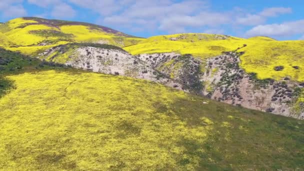 カリゾ平原近くの峡谷では 空中ショットゴールドフィールドと紫色のタンジーの花々 国立記念物フォワード — ストック動画