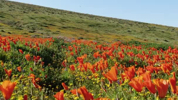 Bugs Eye View Poppy Flowers Super Bloom Antelope Valley California — 비디오