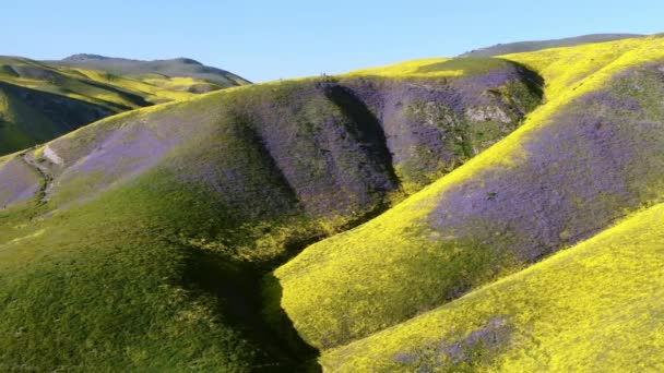 空中ショットゴールドフィールド紫のタンジーの花スーパーブルーム山カリゾ平原近くの尾根国立記念碑左 — ストック動画