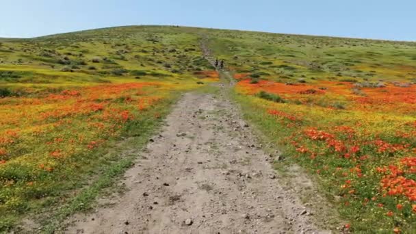 Πεζοπορία Στο Antelope Valley Κατά Διάρκεια Της Poppy Super Bloom — Αρχείο Βίντεο