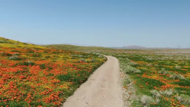 Sendero Senderismo Valle Antelope Durante Poppy Super Bloom 2019 Dolly — Vídeo de stock