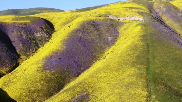 Aerial Shot Goldfields Purple Tansy Flowers Super Bloom Ridges Carrizo — Vídeo de stock