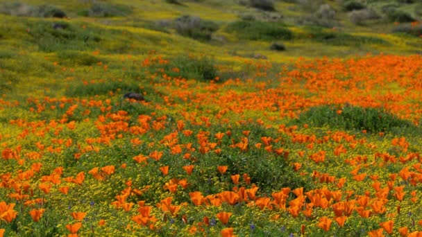 Antelope Valley Super Bloom 2019 California Poppy Wiosenne Kwiaty — Wideo stockowe