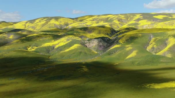 Aerial Shot Goldfields Flowers Super Bloom Mountain Hills Carrizo Plain — Stock videók