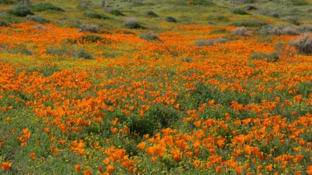 Antelope Valley Super Bloom 2019 California Poppy Wiosenne Kwiaty — Wideo stockowe