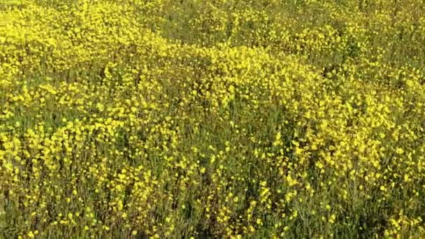 Carrizo Plain Εθνικό Μνημείο Ηπα Καλιφόρνια Goldfields Λουλούδια Σούπερ Bloom — Αρχείο Βίντεο