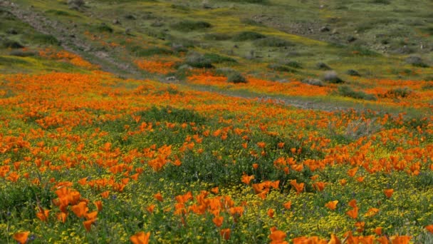 Antelope Valley Super Bloom 2019 California Poppy Flores Primavera — Vídeo de stock