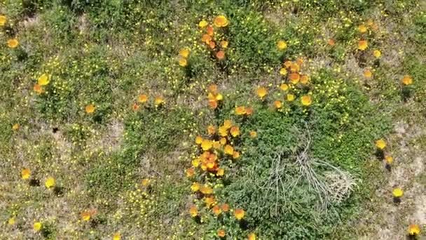 Vista Los Ojos Las Aves California Poppy Super Bloom 2019 — Vídeo de stock