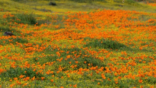 Foco Raso Califórnia Poppy Primavera Flores Super Bloom — Vídeo de Stock