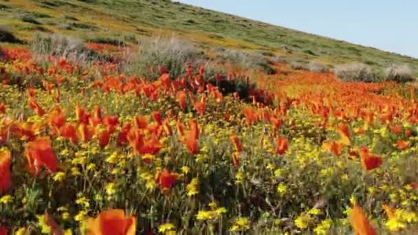 Bug Eye View Flores Amapola Super Bloom Antelope Valley California — Vídeo de stock