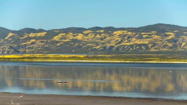 宗谷湖のカルリゾ平野国定記念物の花々の反射時間ラプスタイド変更パン左 — ストック動画