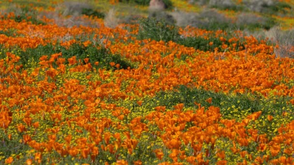 Focus Superficiale California Papavero Fiori Primavera Super Bloom — Video Stock