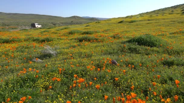 Antelope Valley Poppy Reserve Flowers Hillsides California Car Pasando — Vídeo de stock