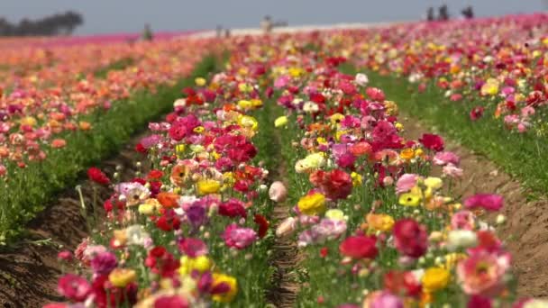 Carlsbad Flower Field Persian Buttercup Ranunculus Asiaticus California Estados Unidos — Vídeo de stock