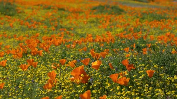 Mělké Zaměření Kalifornie Poppy Jarní Květiny Super Bloom — Stock video