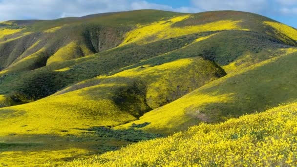 カリゾ平原国立記念碑カリフォルニア ゴールドフィールド丘の中腹に花を咲かせるタイムラプス — ストック動画