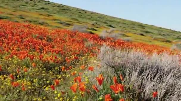 Poppy Flowers Dolly Shot California Super Bloom 2019 Dolina Antylopy — Wideo stockowe