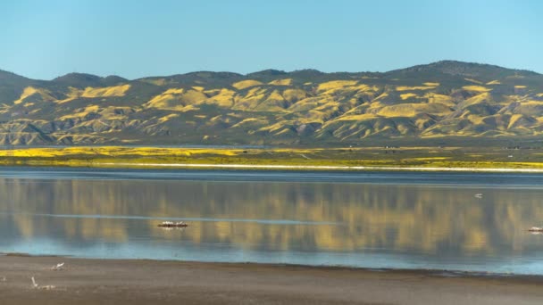 宗谷湖のカルリゾ平野国定記念物の花々時間の経過とともに潮の満ち引き右 — ストック動画