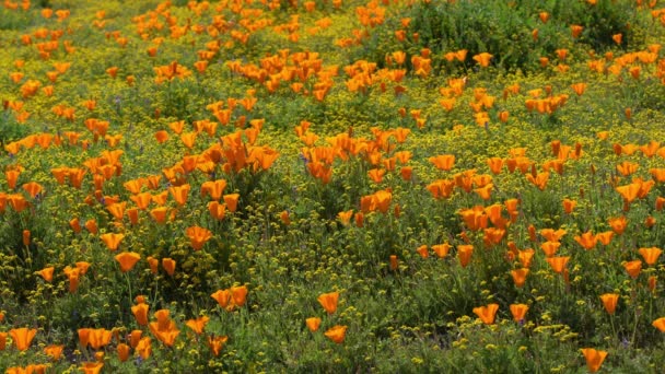 安泰洛普谷2019年加利福尼亚罂粟春花 — 图库视频影像
