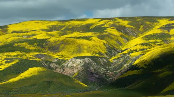 Carrizo Plain Nemzeti Emlékmű Virágok Idő Lapse Árnyék Hillside Pan — Stock videók