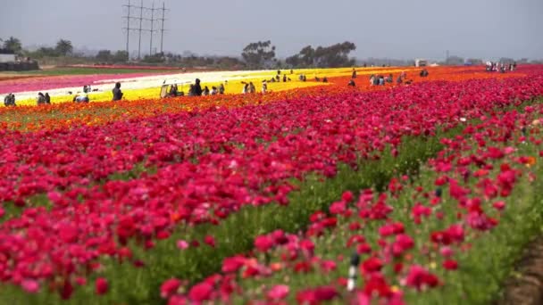 Carlsbad Flower Field Persian Buttercup Ranunculus Asiaticus California Estados Unidos — Vídeos de Stock