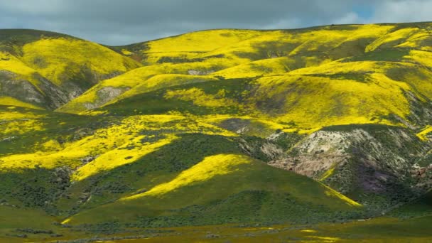 カリゾ平原国定公園の花々丘の中腹にタイムラプスの影パン右 — ストック動画