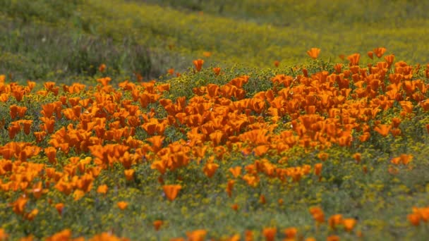 Focus Superficiale California Papavero Fiori Primavera Super Bloom — Video Stock
