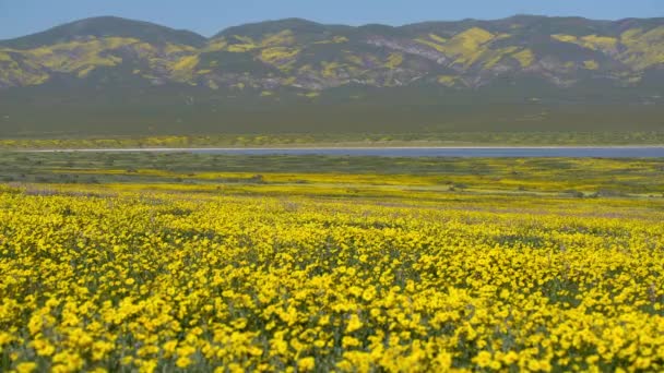 Soda Lake Carrizo Plain Εθνικό Μνημείο Ηπα Καλιφόρνια Goldfields Λουλούδια — Αρχείο Βίντεο
