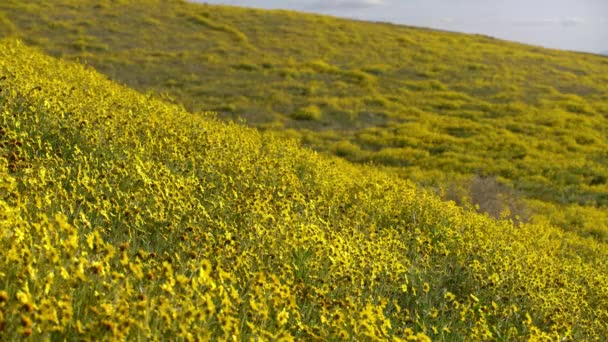 Carrizo Plain Monumento Nacional Los Estados Unidos California Goldfields Flores — Vídeo de stock