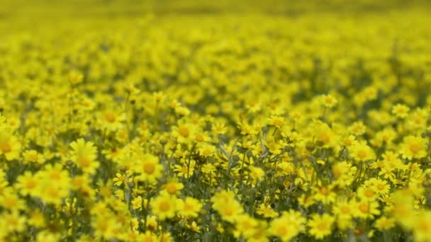 Dolly California Goldfields Flowers Super Blom Carrizo Plain National Monument — стоковое видео