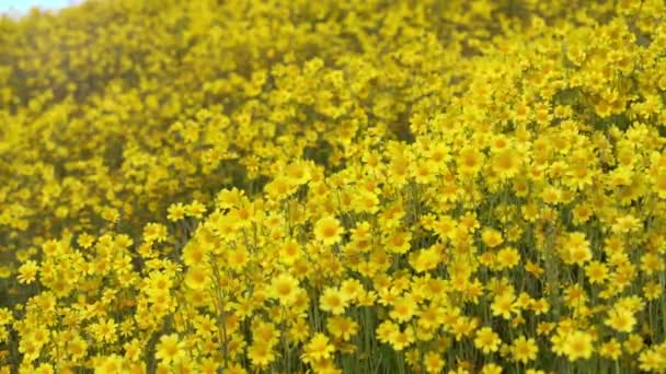 California Goldfields Flores Primeros Planos Super Bloom Carrizo Plain Monumento — Vídeo de stock