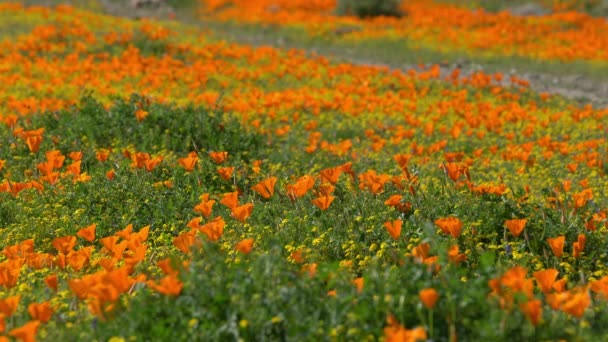 Mělké Zaměření Kalifornie Poppy Jarní Květiny Super Bloom — Stock video