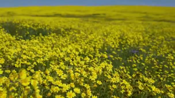 Dolly Tengely California Goldfields Flowers Super Bloom Carrizo Plain National — Stock videók