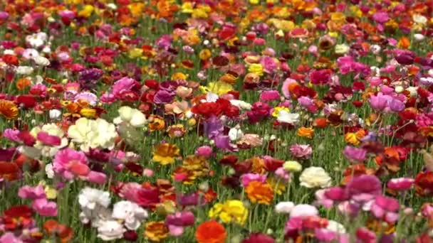 Persiska Smörblomma Flower Field Ranunculus Asiaticus — Stockvideo