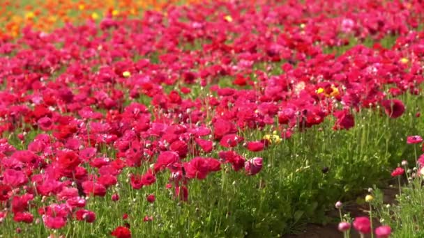 Персидский Лютик Цветы Яркие Розовые Ranunculus Asiaticus — стоковое видео