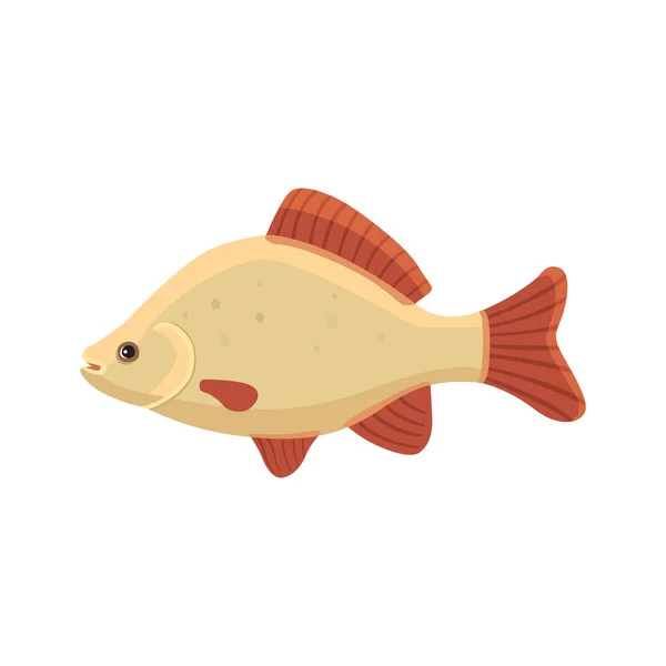 Carpa cruciana vector ilustración peces — Vector de stock