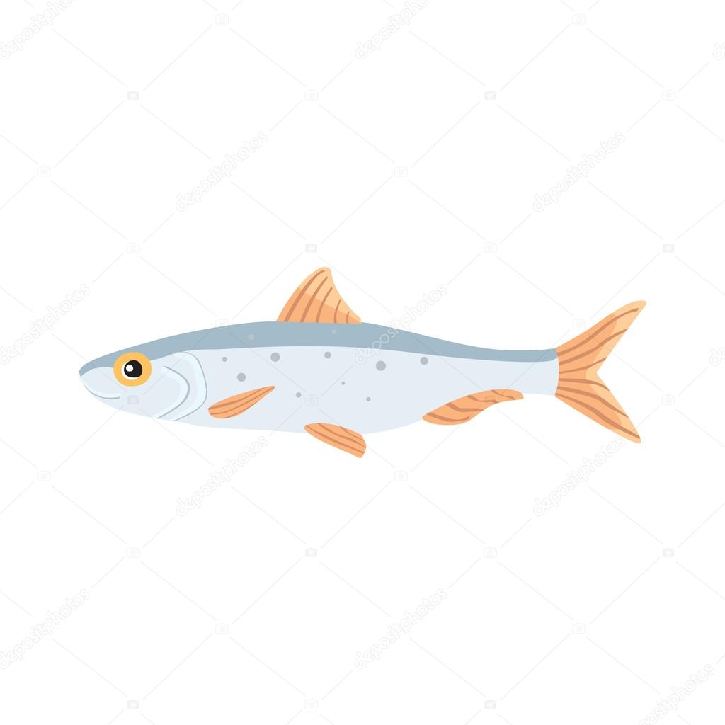 sardina fish vector isolated illustration. Cartoon fresh  flat drawing.