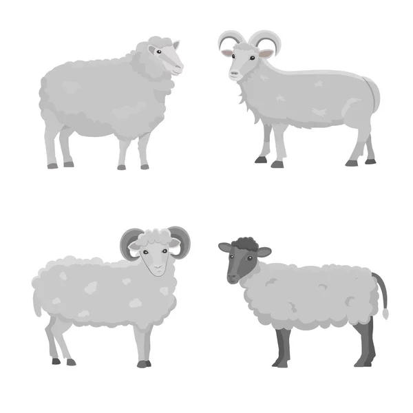 Vector set Cute Sheep and Ram isolated retro illustration. Standing Sheeps silhouette on white. Farm fanny milk young animals — Stock Vector