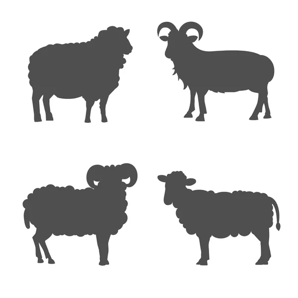 Vector set Cute Sheep and Ram isolated retro illustration. Standing Sheeps silhouette on white. Farm fanny milk young animals — Stock Vector