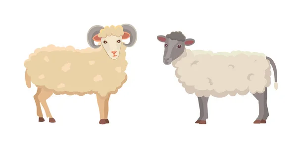 Ensemble vectoriel Mignon moutons et bélier isolé illustration rétro. Silhouette de moutons debout sur blanc. Ferme fanny lait jeunes animaux — Image vectorielle