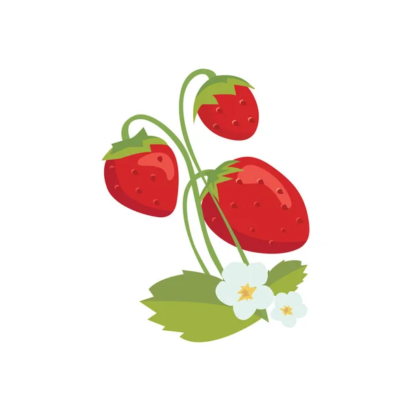 Εικονογράφηση φορέας φράουλα — Διανυσματικό Αρχείο