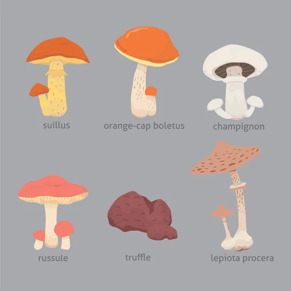 Gomba jellegű étel, különböző típusú ehető gombák — Stock Vector