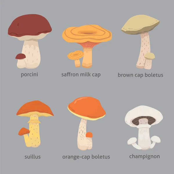 버섯 자연 요리 음식, 식용 버섯의 종류 — 스톡 벡터