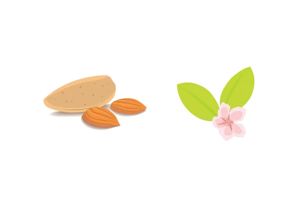 Collection vectorielle d'amandes isolées de dessins animés. noix hélicoïdales nourriture végétarienne — Image vectorielle
