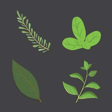 Aromatik otlar ayarlayın. Taze ve baharat. Vektör çizim.