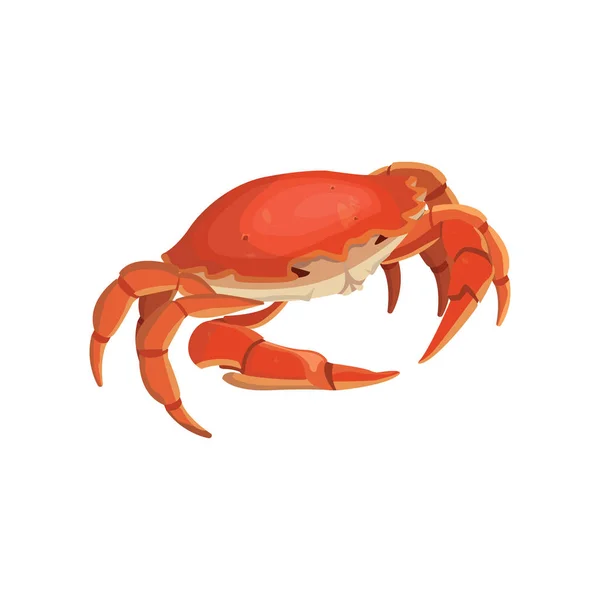 Vector red crab, shellfish realistic illustration — Stock Vector